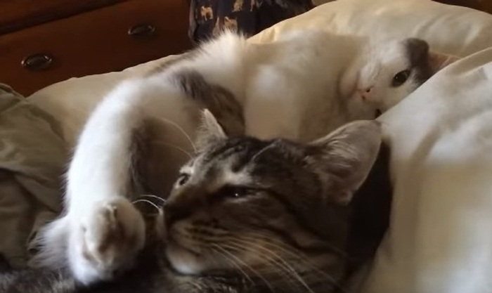 Cute Cats Waking Up