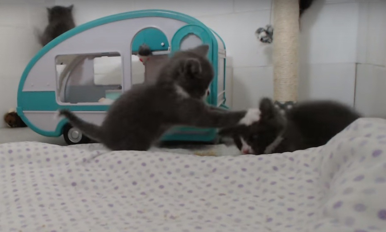 Intense MMA Fight With Kittens!