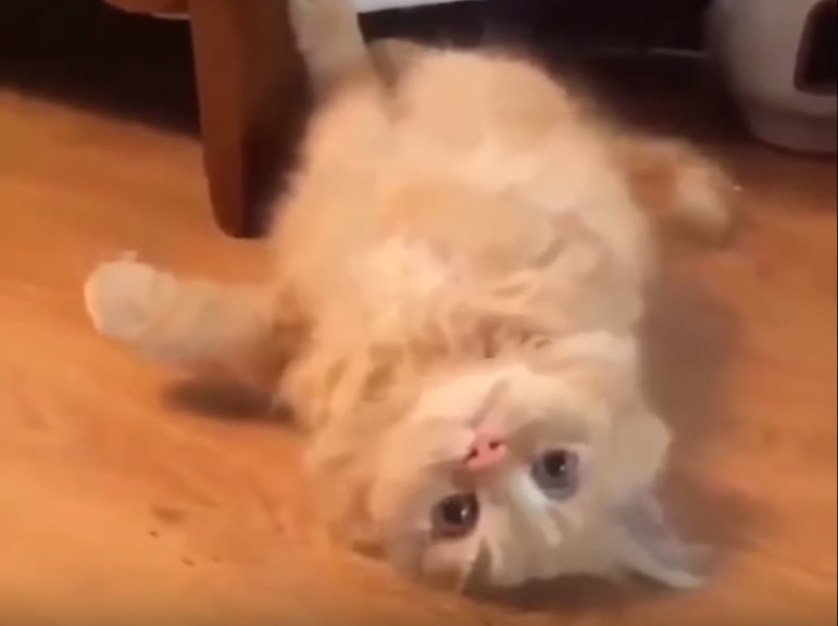 Playful Cat Crawls Upside Down Under Couch