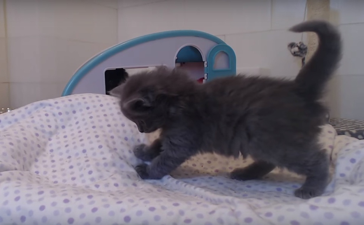 Kitten and the Blanket Monster
