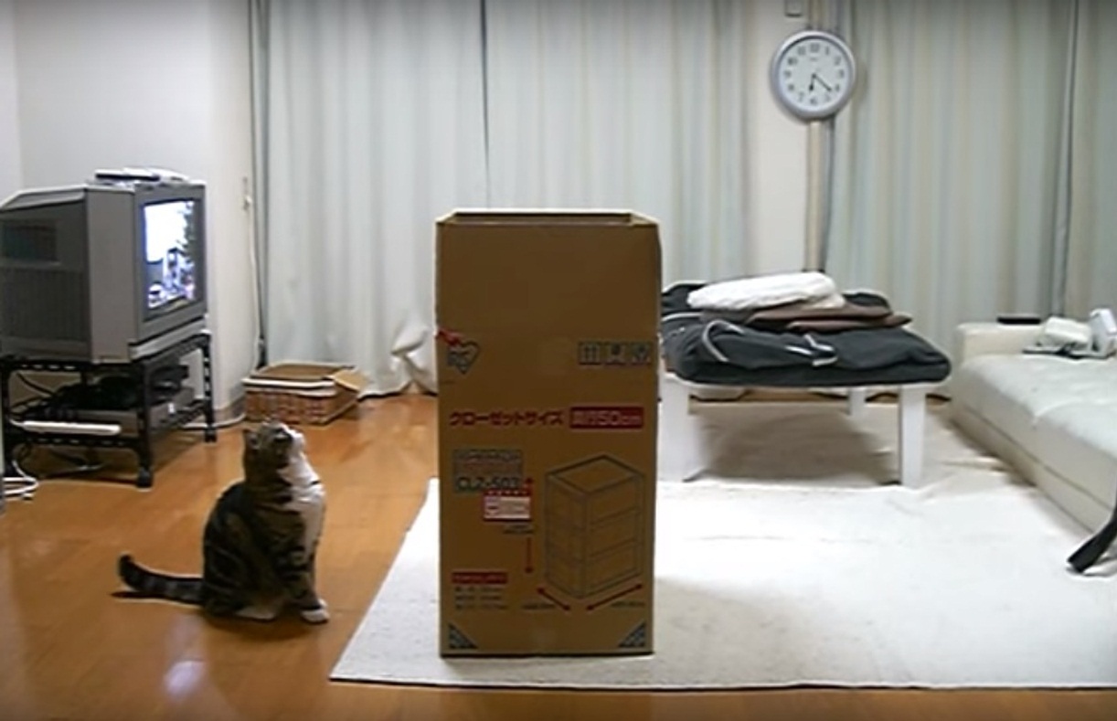 Maru and a big box
