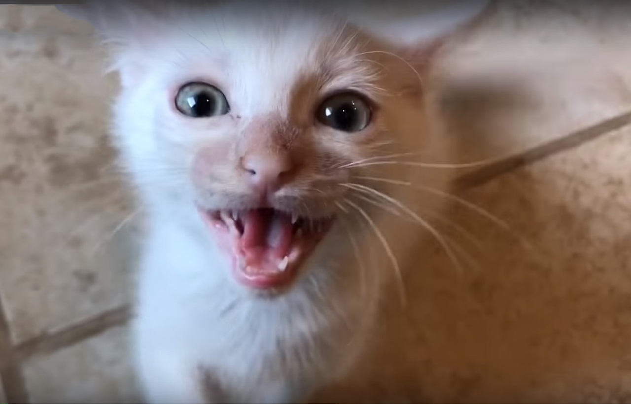 Cute kitten meowing for food