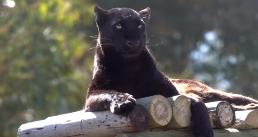 Pardus The Scary/Cute Black Panther