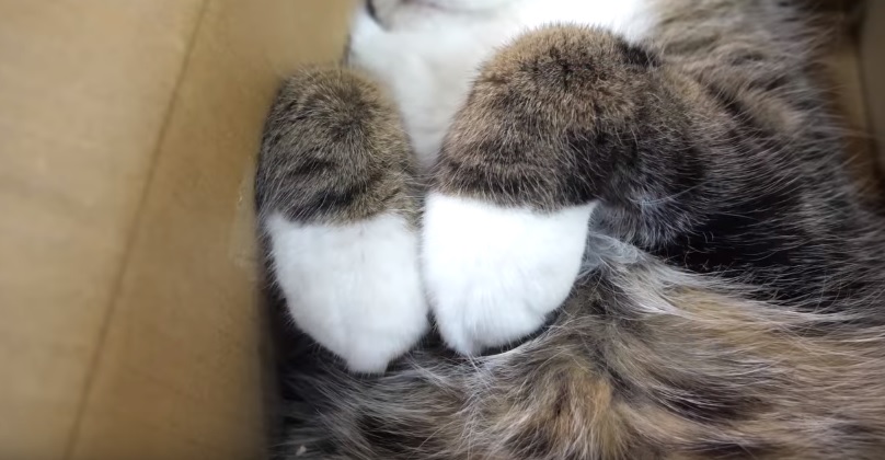 Maru Relaxing In His Box