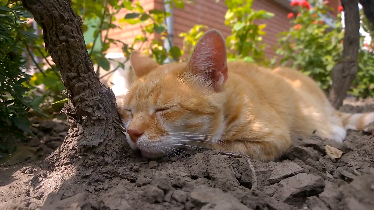 Enjoy The Moment - A relaxing cat video