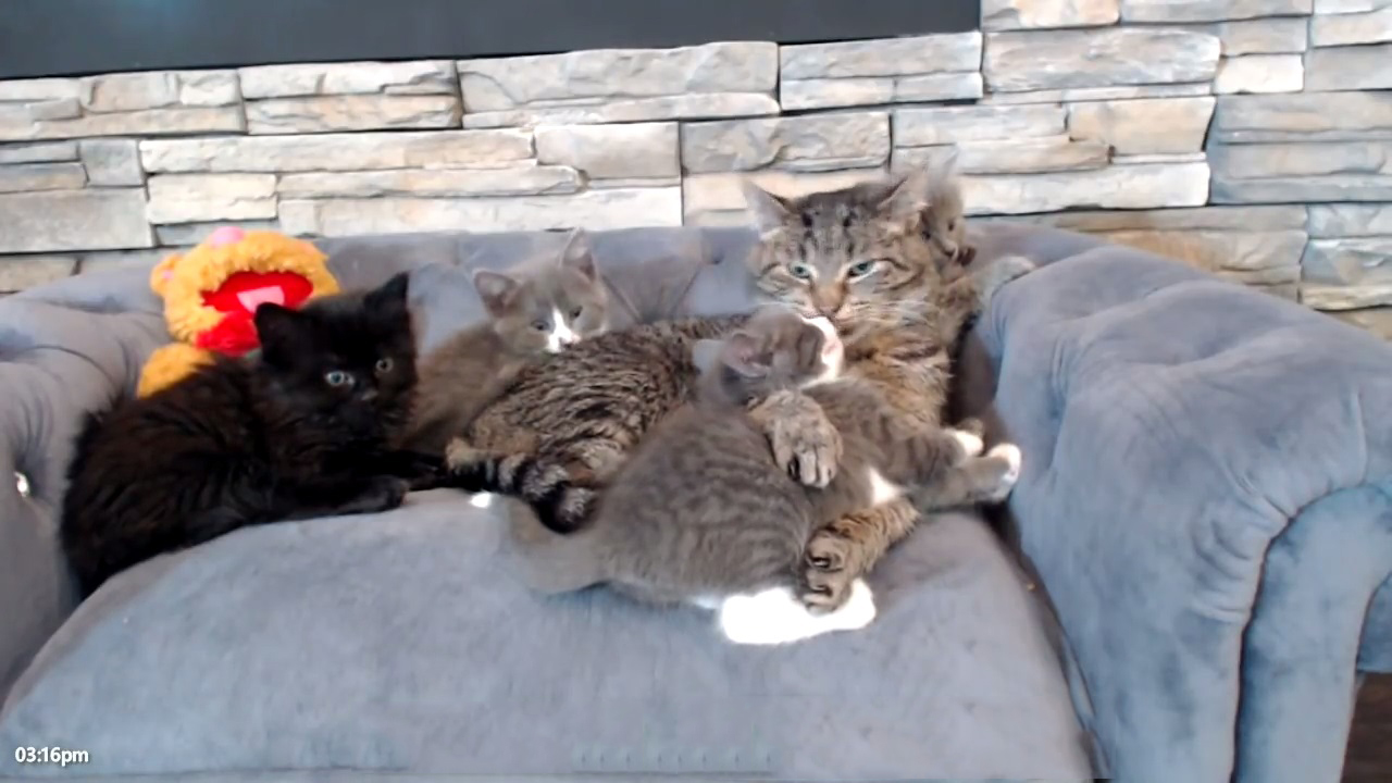 Grandpa Mason chilling with the kittens
