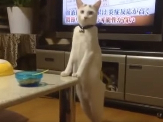 Strange Cat Walking Backwards