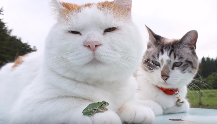 Two Cats And A Frog Relaxing