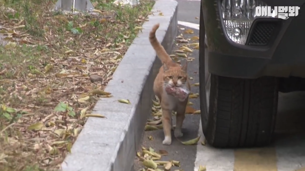 Stray cat does something that will melt your heart
