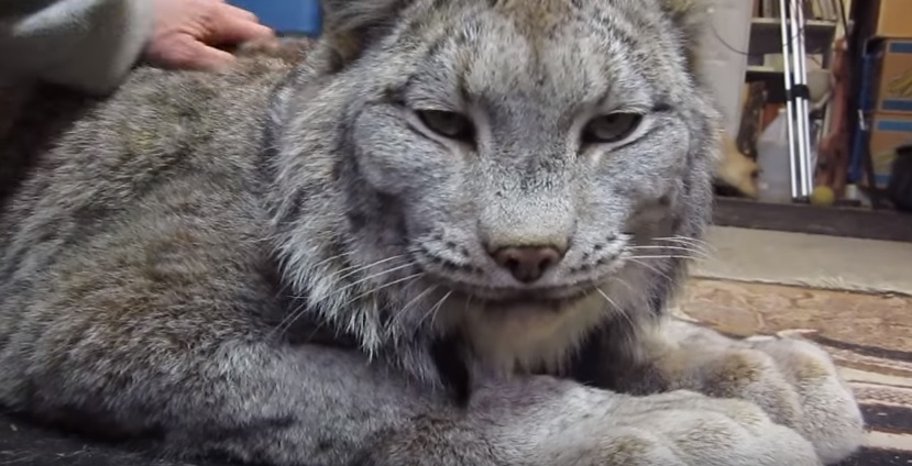 Canadian Lynx, Big Kitty Purring
