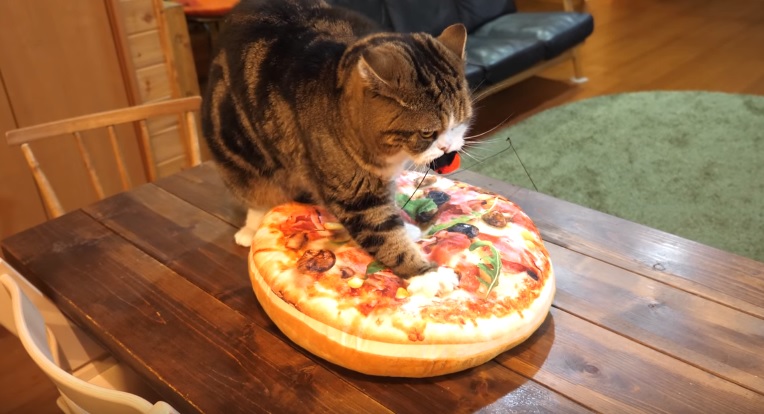 Maru Kneads A Pizza