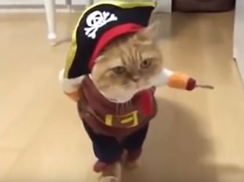 Funny Cat In Pirate Costume