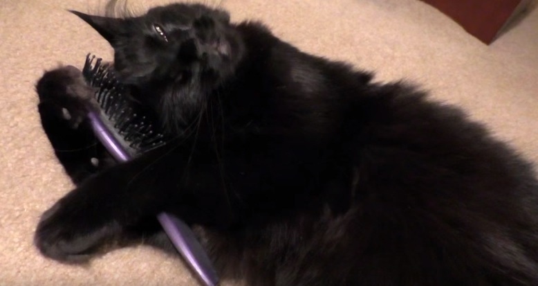 Cute Kitty Loves Being Brushed