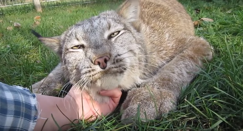 Canadian Lynx, Big Kitty Purring 2