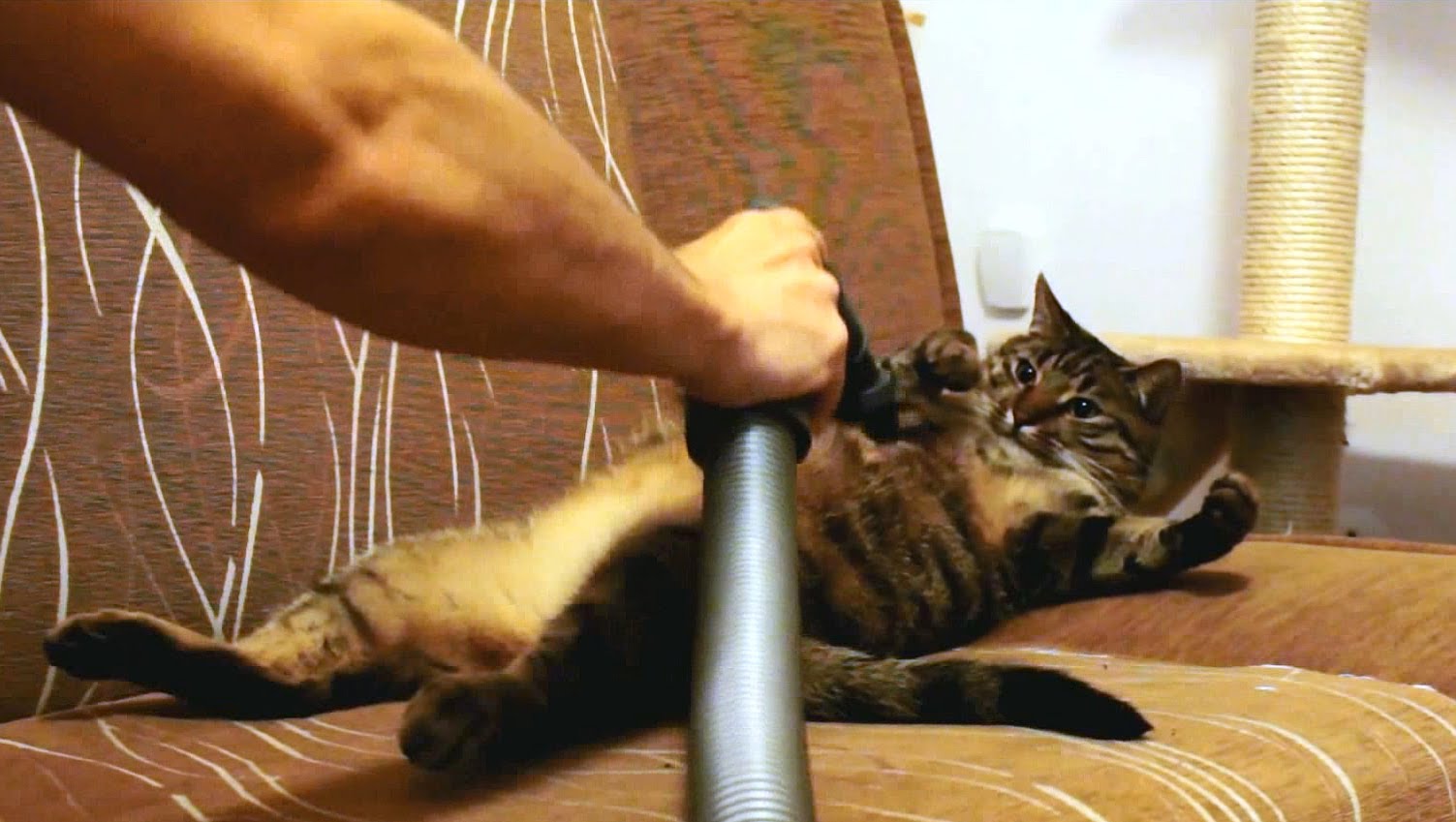 This kitty loves to be vacuumed