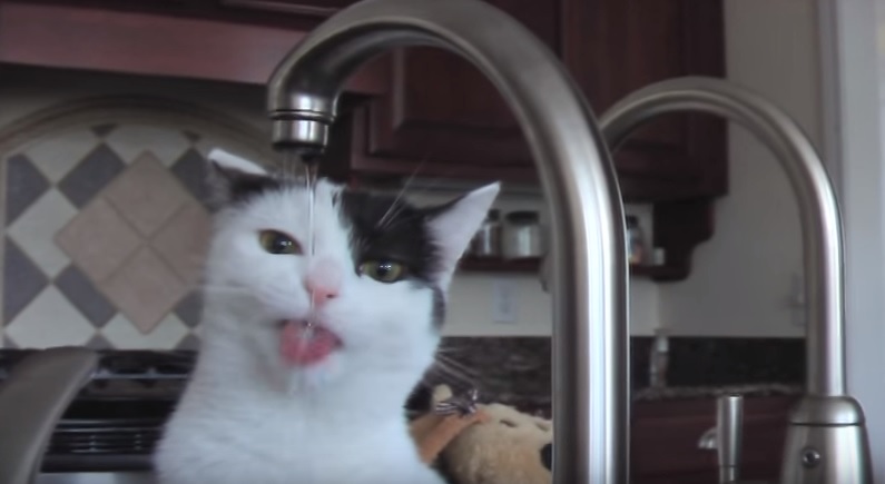 Cute Cat Drinking Water From Faucet