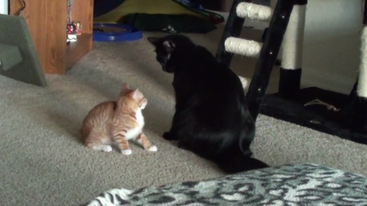 Brave kitten takes on big cat!