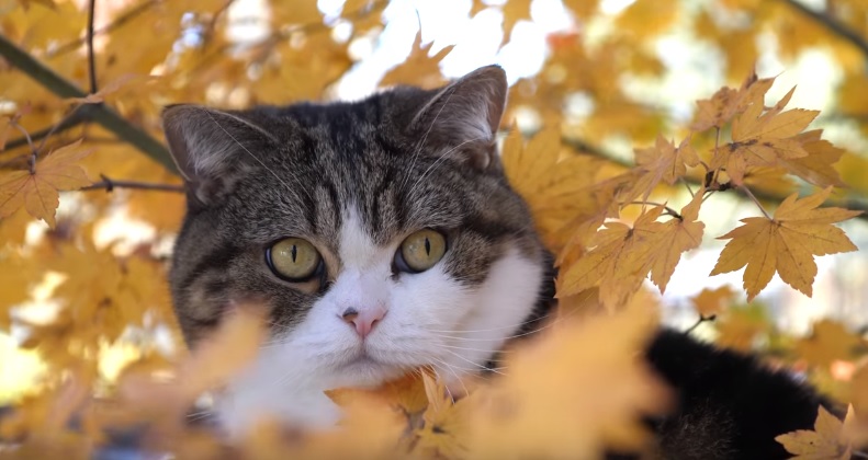 Maru And Hanna In Autumn