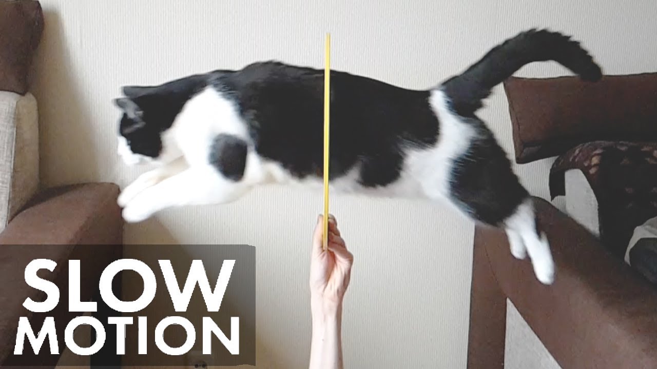 Cat jumps through the hoop in slow motion