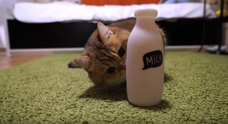 Hosico And A Bottle Of Milk