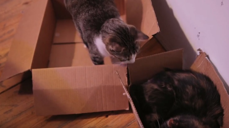 2 Cats And 2 Boxes