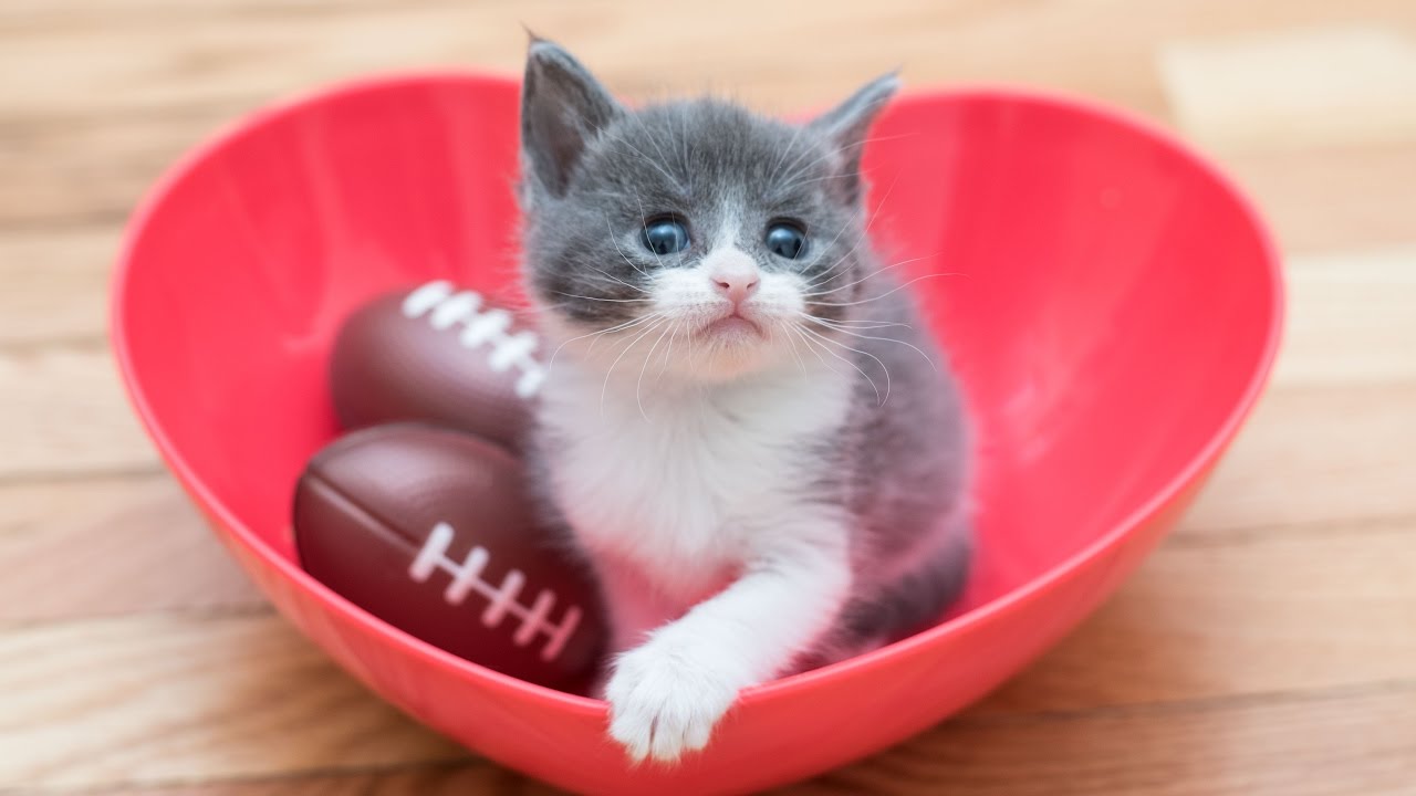 Meet Small Fry - A tiny kitten with a big story