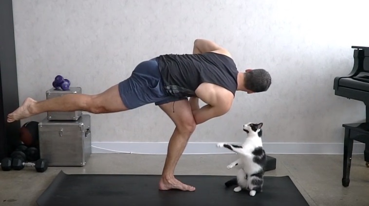 Cute Cats Interrupting Yoga Session