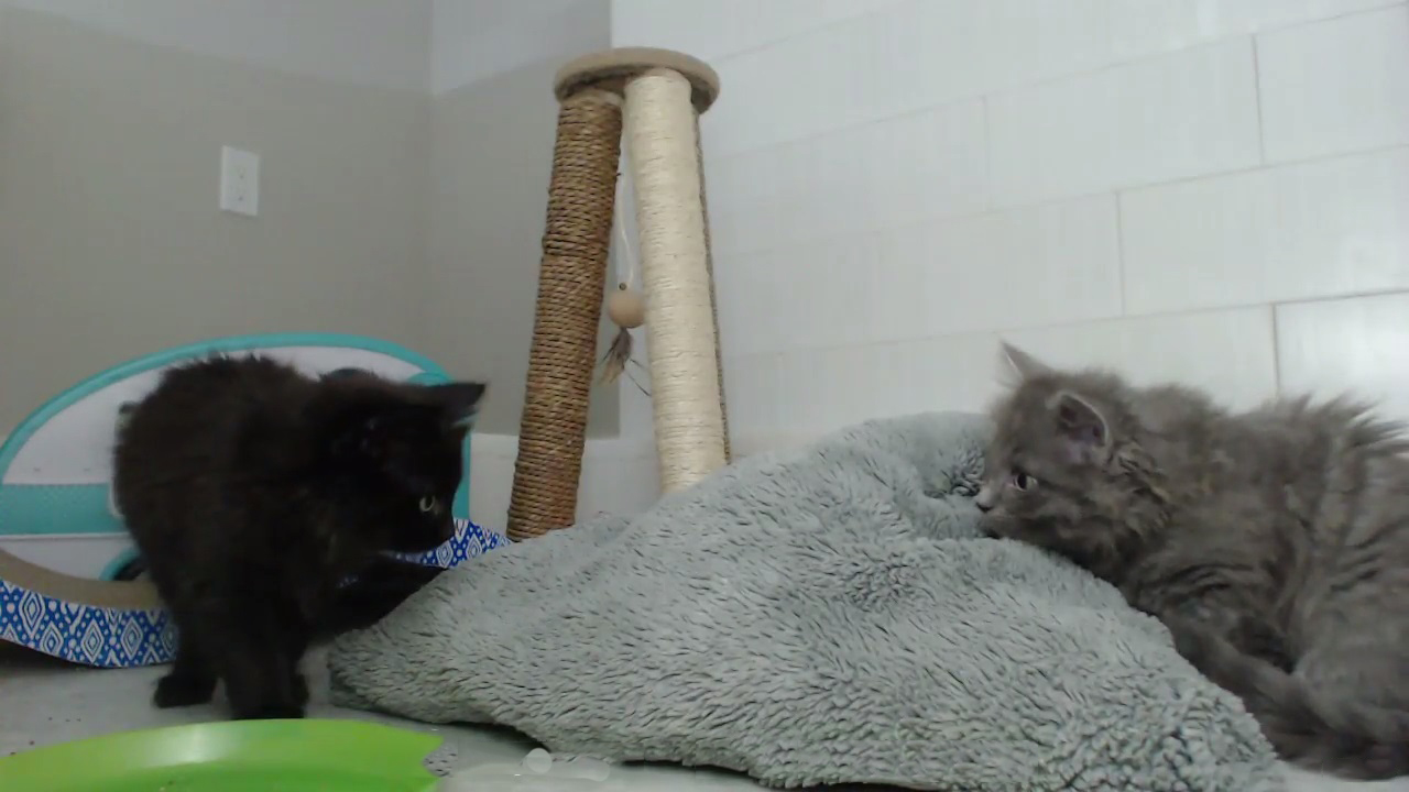 Cute kittens having fun with each other and playing with a blanket
