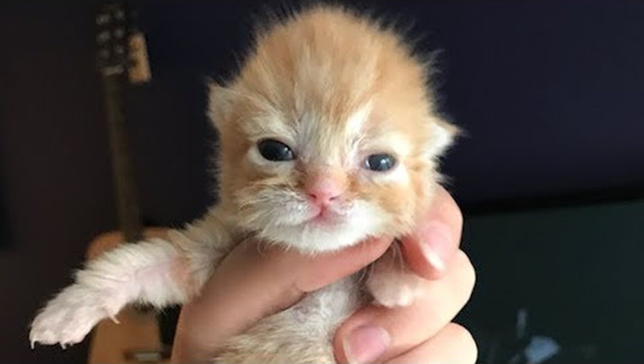 Saving a tiny newborn kitten