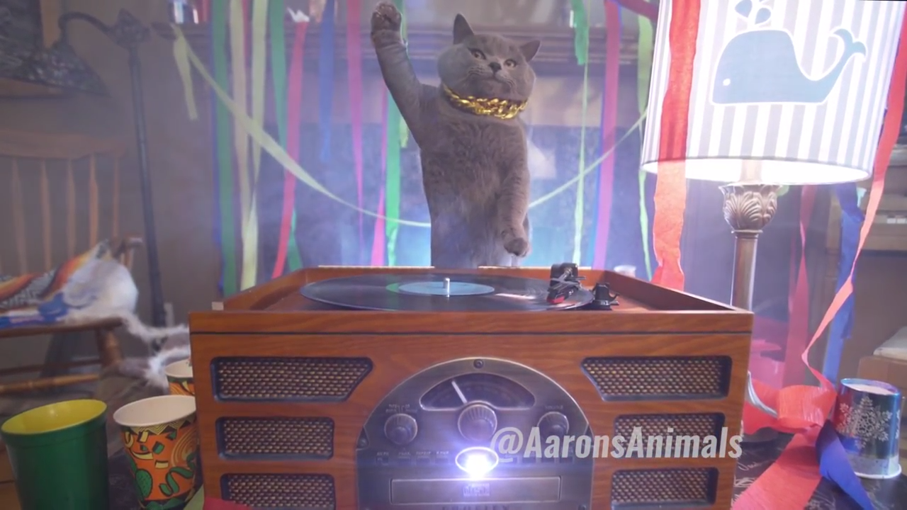 Cats drop an epic house party