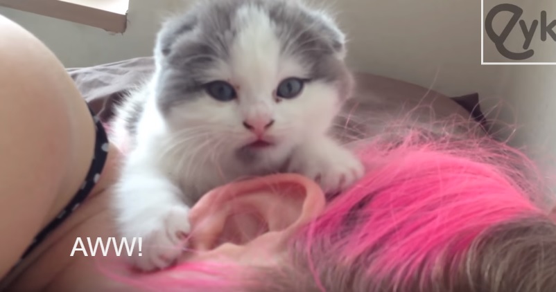 Cute Kitten Nibbles Ears
