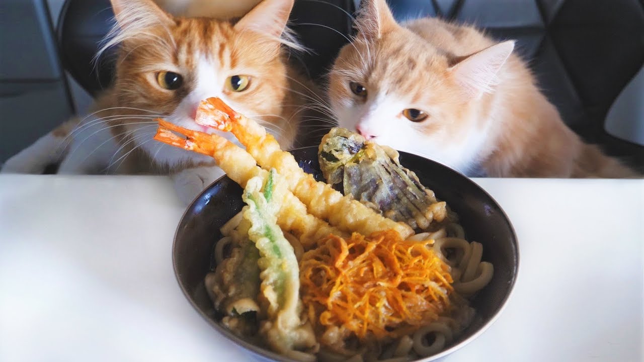 Tempura Udon Noodles - Cats as a jury