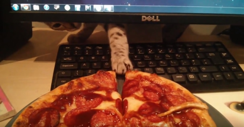 Cute Bengal Cat Stealing Pizza