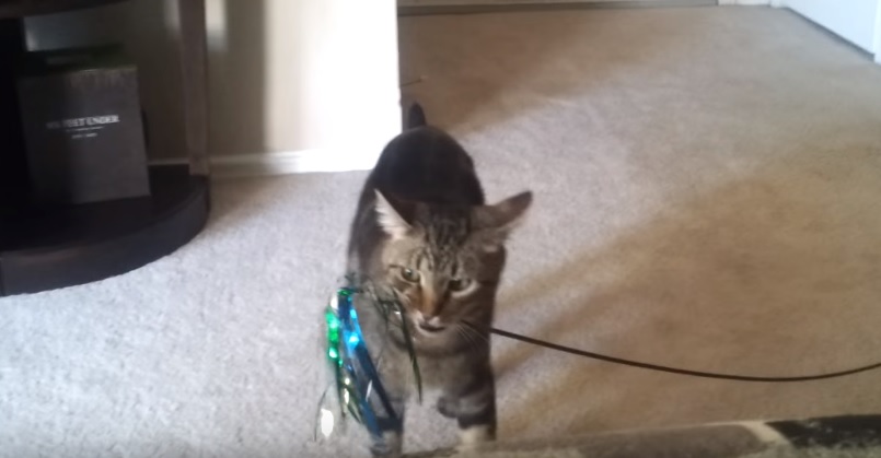 Cute Kitty Drops Toy And Starts Complaining