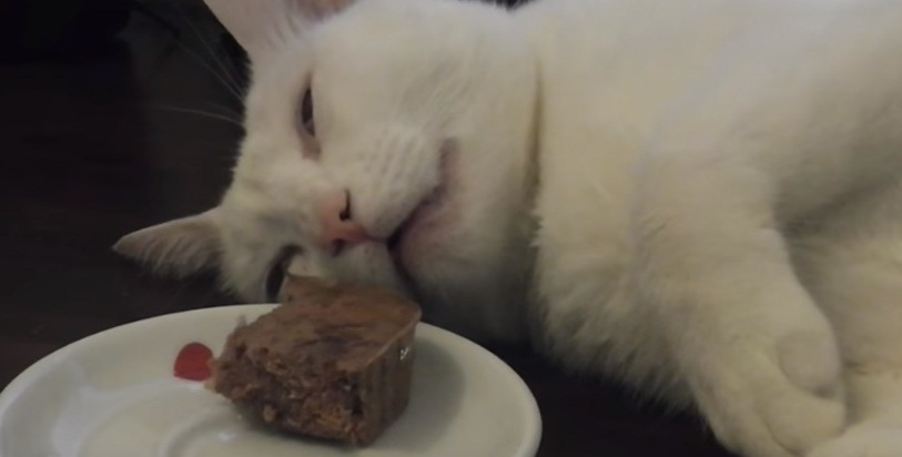 Funny Cat Dreams Of Food That's Right in Front of Him