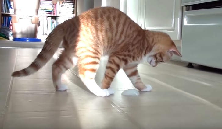 Kitten Plays With Ice Cube For The First Time