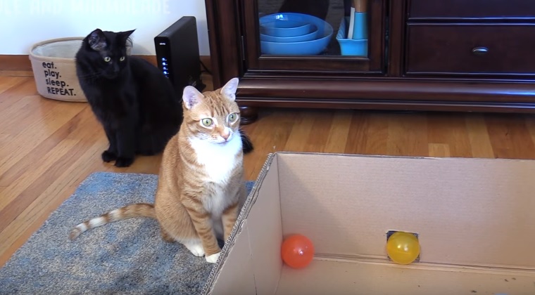 Cole And Marmalade Ball Pit Fun