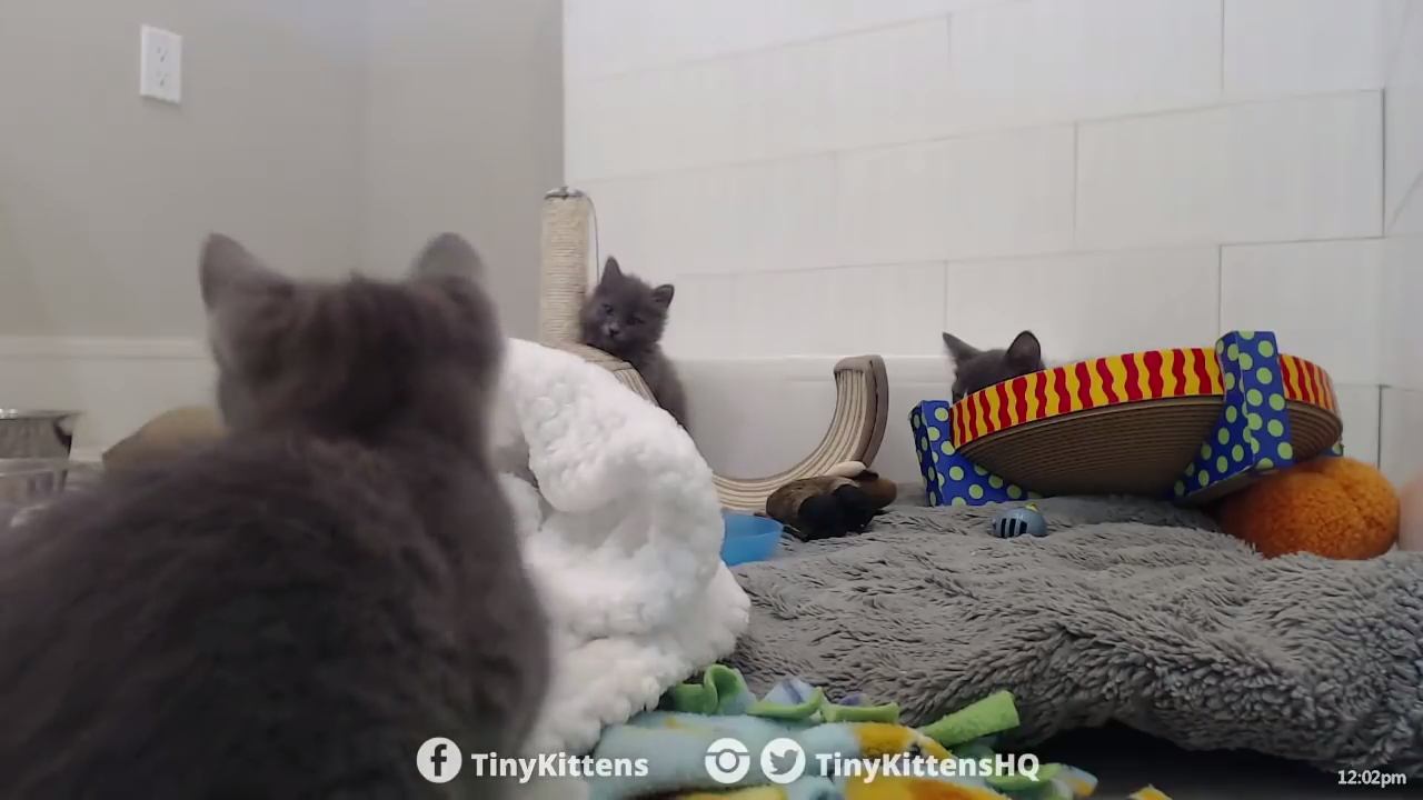 Kitten ferociously growling while attacking a blanket