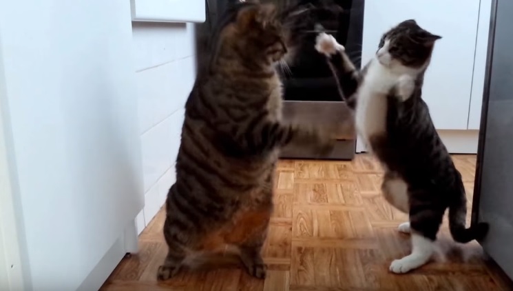 A Day With Cats In 4 Minutes