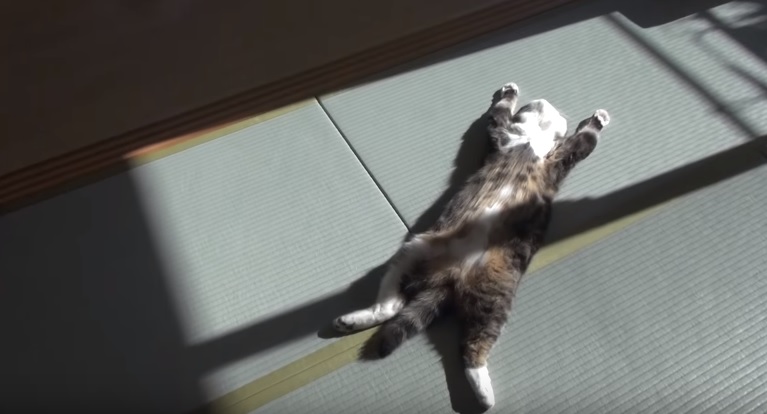 Maru Relaxing In The Sun