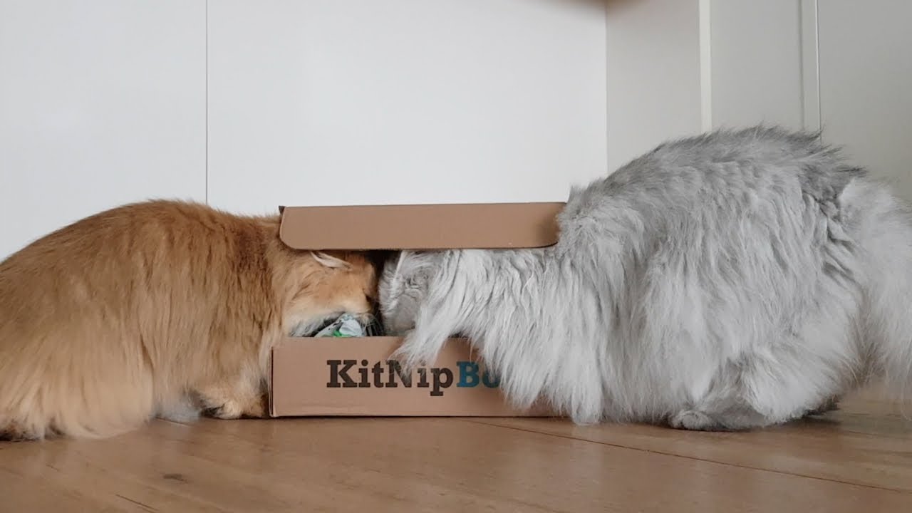 Smoothie and Milkshake opening a box of cat toys