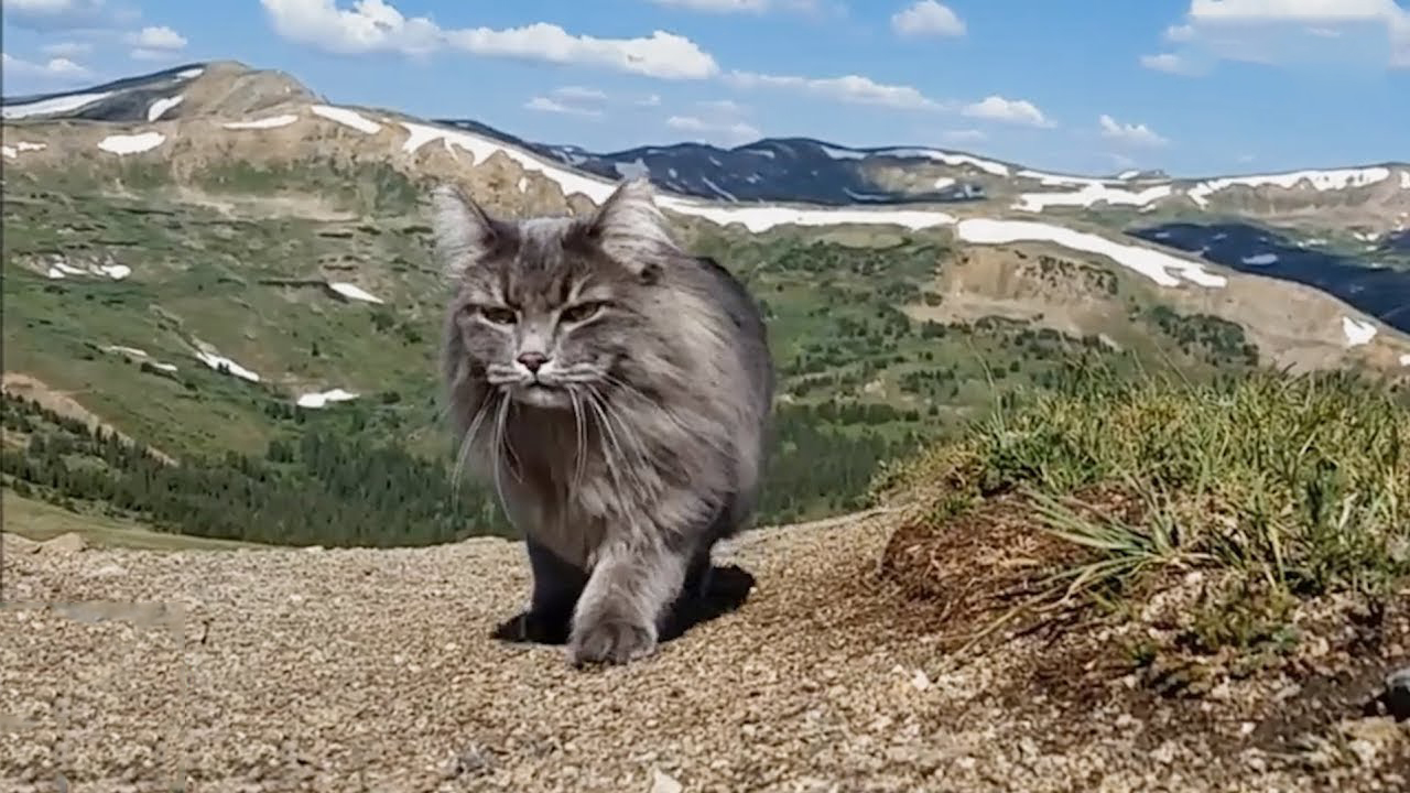 Meet The Adventure Cat