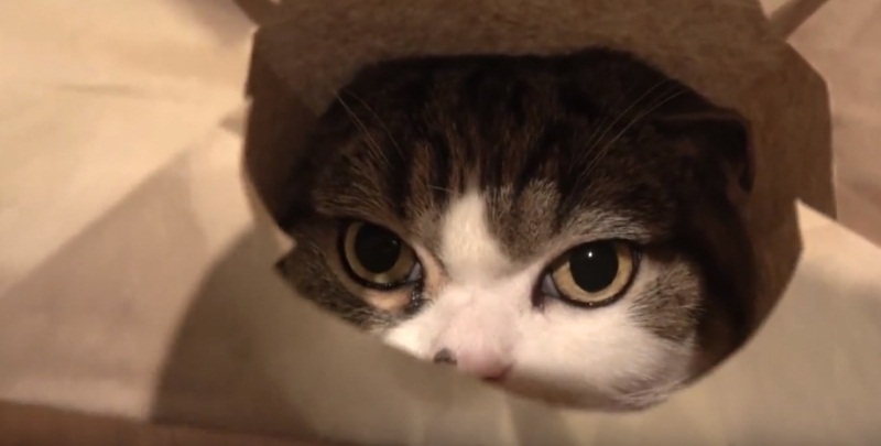 Maru Puts On His Favorite Accessory