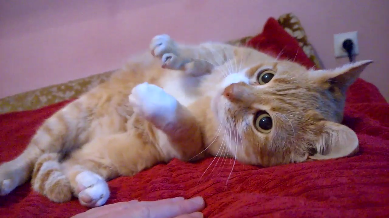 A relaxing video with Gale - The Munchkin cat
