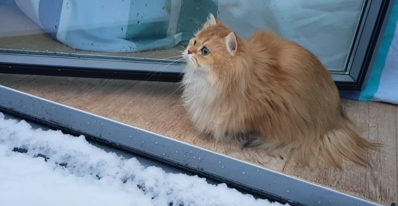 Smoothie Reacting To Snow