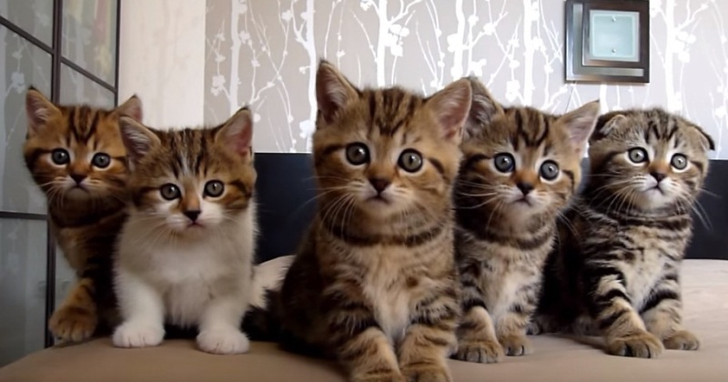 Cute Kitten Choir