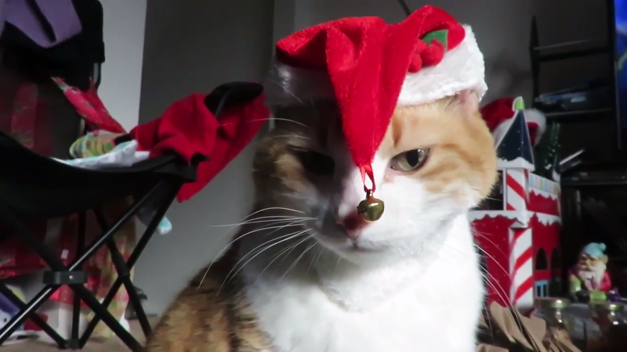 Ginger cat testing some Christmas hats for cats