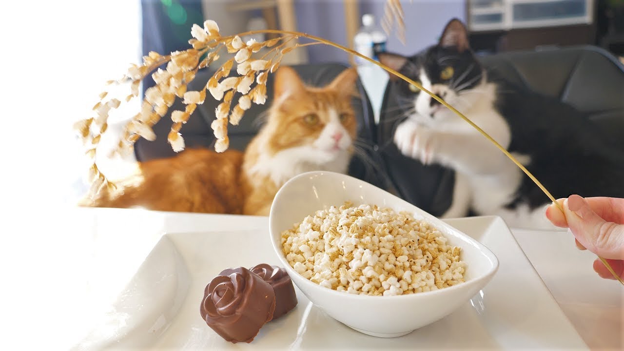 Cats and cooking - Popcorn Rice
