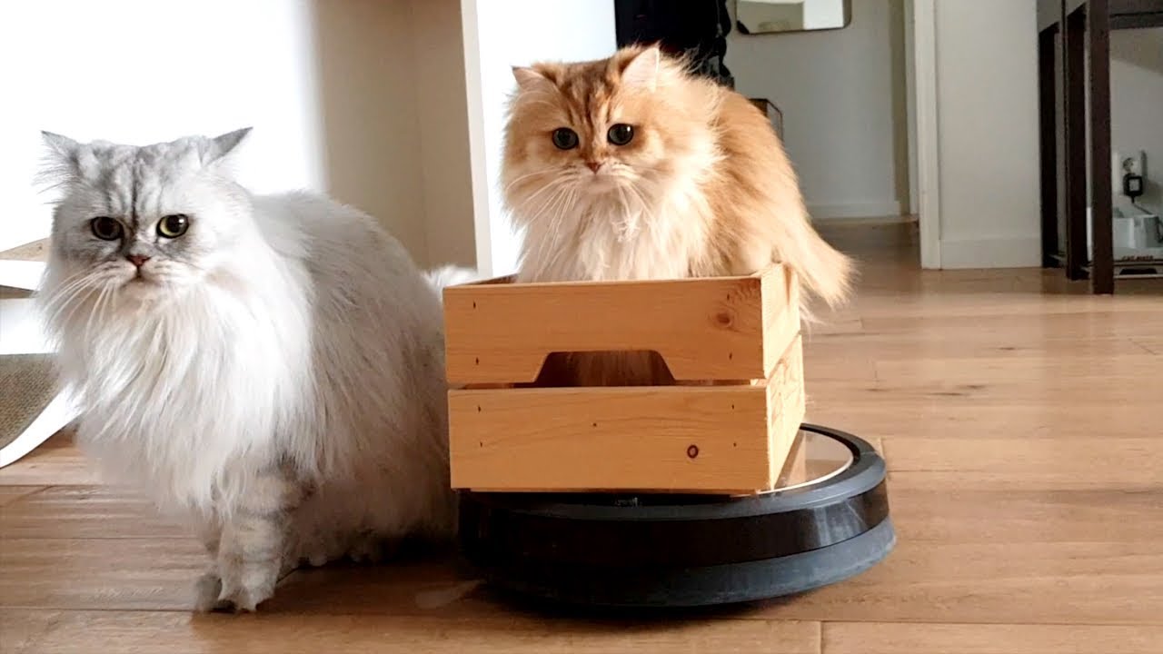 Smoothie and Milkshake having fun with a roomba vacuum cleaner