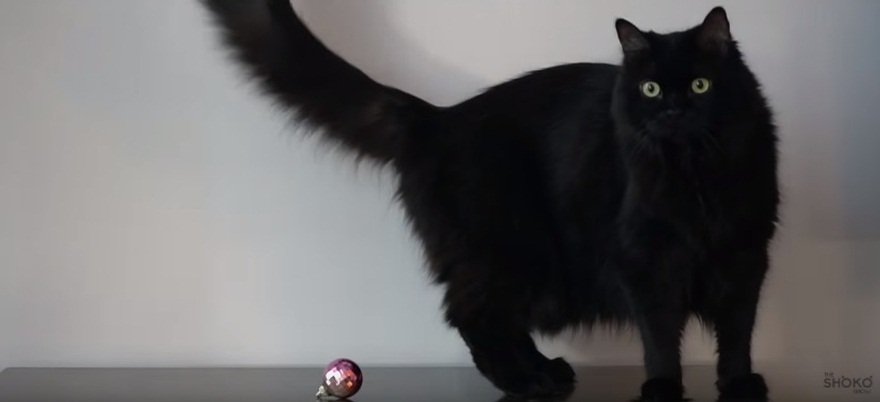 Why Decorating For Christmas Is Difficult With Cats